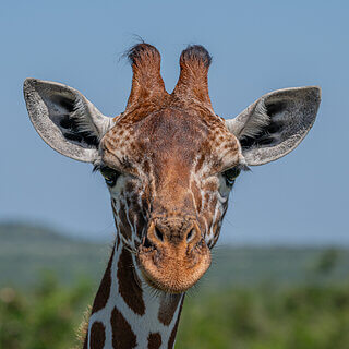 Solio - Reticulated giraffe